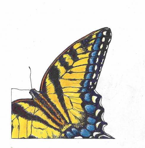 2018 Yellow Swallowtail Butterfly
