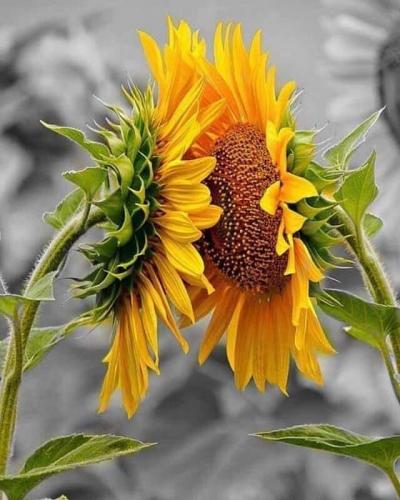 Facing sunflowers