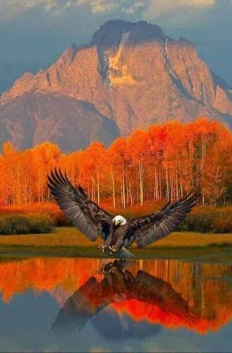 Autumn Eagle