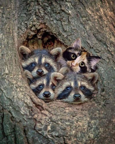 We Are Family - Racoons and Cat