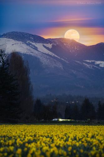 Moonrise today from Skagit Valley