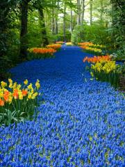 The Flowing River--Blue Muscari; Keukenhof Gardens, Netherlands