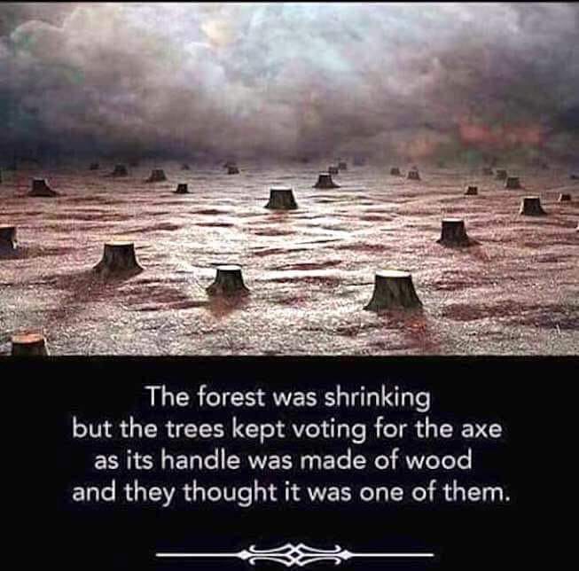 Trees voting for axe