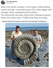 Shell building marine animals use excess CO2 to make bigger stronger shells