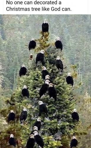 EAGLES ON Christmas TREE