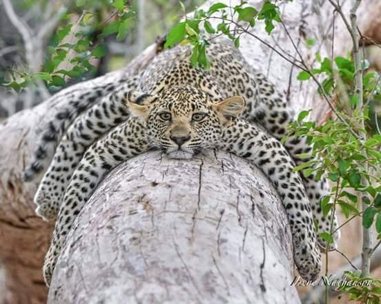 spotted leopard on a tree