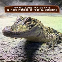 Punxsutawney gator says 12 more months of Florida sunshine