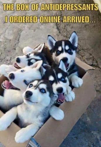 funny-box-of-dogs (1)