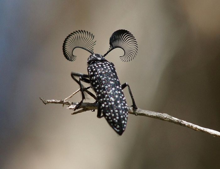 Feather Horned Beetle (Rhipicera femorata)