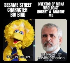 Big Bird vs Inventor of Mrna