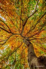 Berautiful Fall Tree - from my favorite angle - photographer Brian Montgomery