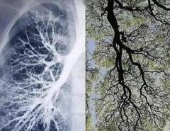 Lungs and trees breathe in what the other breathes out C02 is not a pollutant