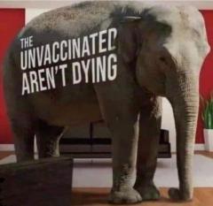 The elephant in the room - the unvaccinated are not dying