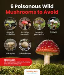 6 poisonous wild mushrooms to avoid