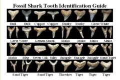sharktooth guide