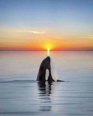 Whale balancing the sun on his nose