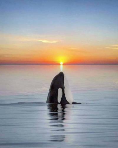Whale balancing the sun on his nose