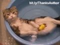 Funny cats in water, EPIC