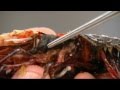 Gulf seafood deformities alarm scientists