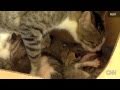 !!SQUIRREL ADOPTED BY CAT LEARNS TO PURR!!