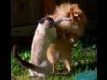 Funny Cats and Animals Compilation june 2013