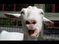 The Ultimate Funny Goat Video Compilation 2013 [NEW HD]