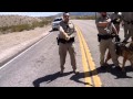 MUST SEE!! Bundy Ranch Protesters Tasered by Federal Agents and Attacked by K9&#039;s.