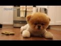 Boo - The World&#039;s Cutest Dog - Greatest Hits! ( All Videos HQ ) - MUST SEE!