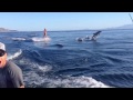 Dolphin Surfing, Woman Wakeboarding with Dolphins as seen on TV (WORLDWIDE!!)
