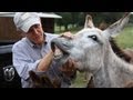 Roger Williams for Congress - The Donkey Whisperer
