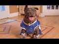 Gremlin “Shakes It Off” In Tail-Wagging Parody