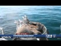 Fisherman Saves Swimming Bald Eagle