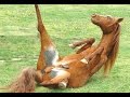Top 10 Funny Horse Videos Compilation 2014 [NEW]