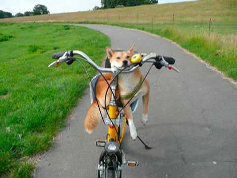 To Linda/USA: Shiba on bicycle-tour 柴犬