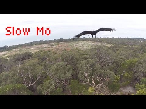 (Slow-Mo) 2m Wedge-Tailed Eagle takes down Drone - Australia (Eagle is Fine)