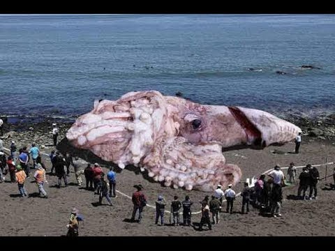 Fake &quot;Fukushima&quot; Giant Squid Photo Actually a Doctored Beached Whale Image
