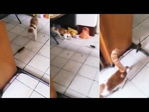 Rat Chases Shocked Cat Around Kitchen