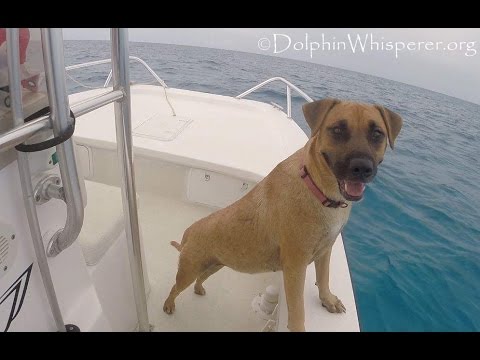 Dog sees Dolphins from boat; what happens next is heart touching!