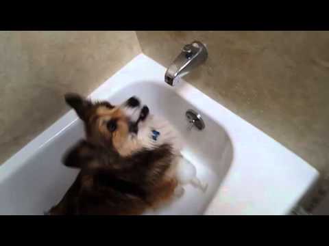 Funny Corgi dog goes crazy over SHOWERS