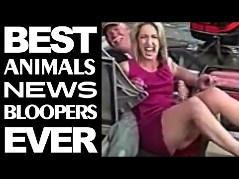 BEST FUNNY ANIMAL NEWS BLOOPERS | Funny Videos 2016 Compilation | News BE Funny Videos 2016