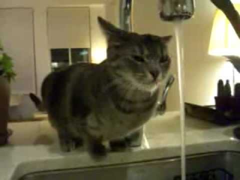 Cat Drinking Water The Wrong Way