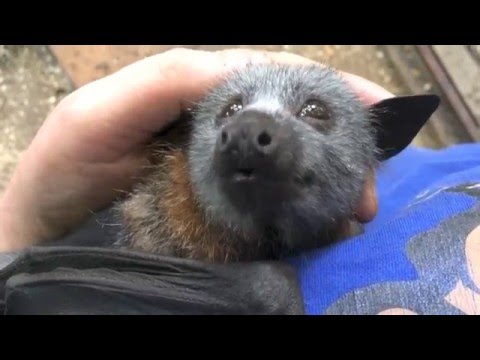 Juvenile bat squeaks while being petted.