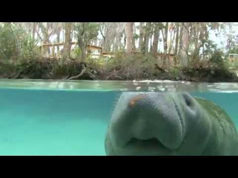 How to Swim With Manatees in Crystal River