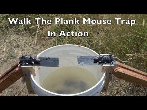 The All Time Best Mouse Trap I Have Ever Tested. Walk The Plank Mouse Trap In Action.