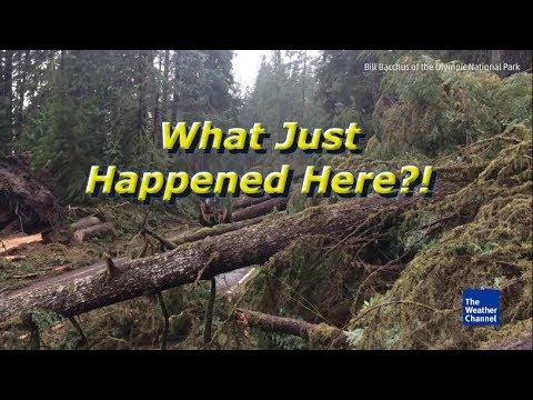 SHOCKING Mystery: Something Obliterated Hundreds of Forest Trees in Seconds!