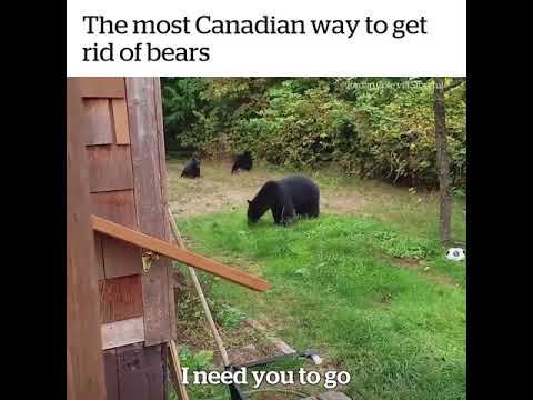 The most Canadian way to get rid of bears