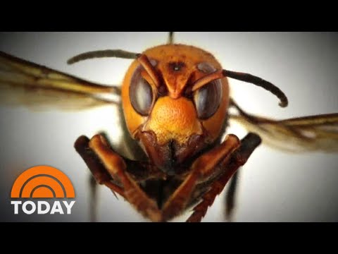 &#039;Murder Hornets&#039; Arrive In US | TODAY