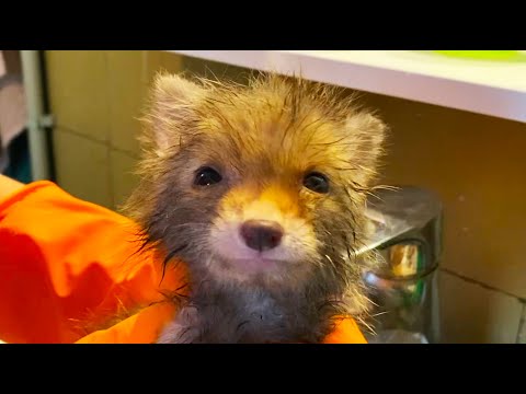 A fox who became attached to a human after being rescue