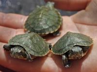 World Turtle Day 2013 - May 23, 2013