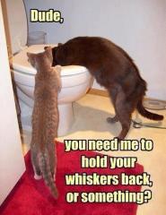 Dude, you need me to help you hold your whiskers back?